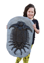 Load image into Gallery viewer, Terataspis grandis (Giant Trilobite) Cast Replica