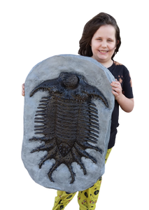 Terataspis grandis (Giant Trilobite) Cast Replica