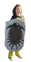 Load image into Gallery viewer, Terataspis grandis (Giant Trilobite) Cast Replica