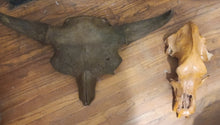 Load image into Gallery viewer, Bison antiquus fossil skull for sale #2