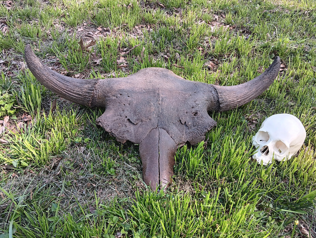 Bison antiquus fossil skull for sale #2