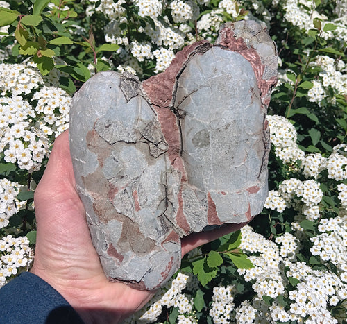 Fossil Oviraptor Egg nest with Eggs Dinosaur