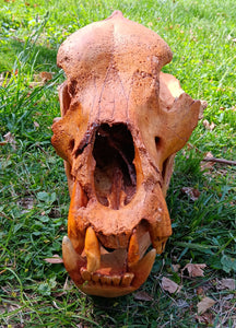 Real Fossil Cave Bear Skull for sale