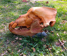 Load image into Gallery viewer, Real Fossil Cave Bear Skull for sale