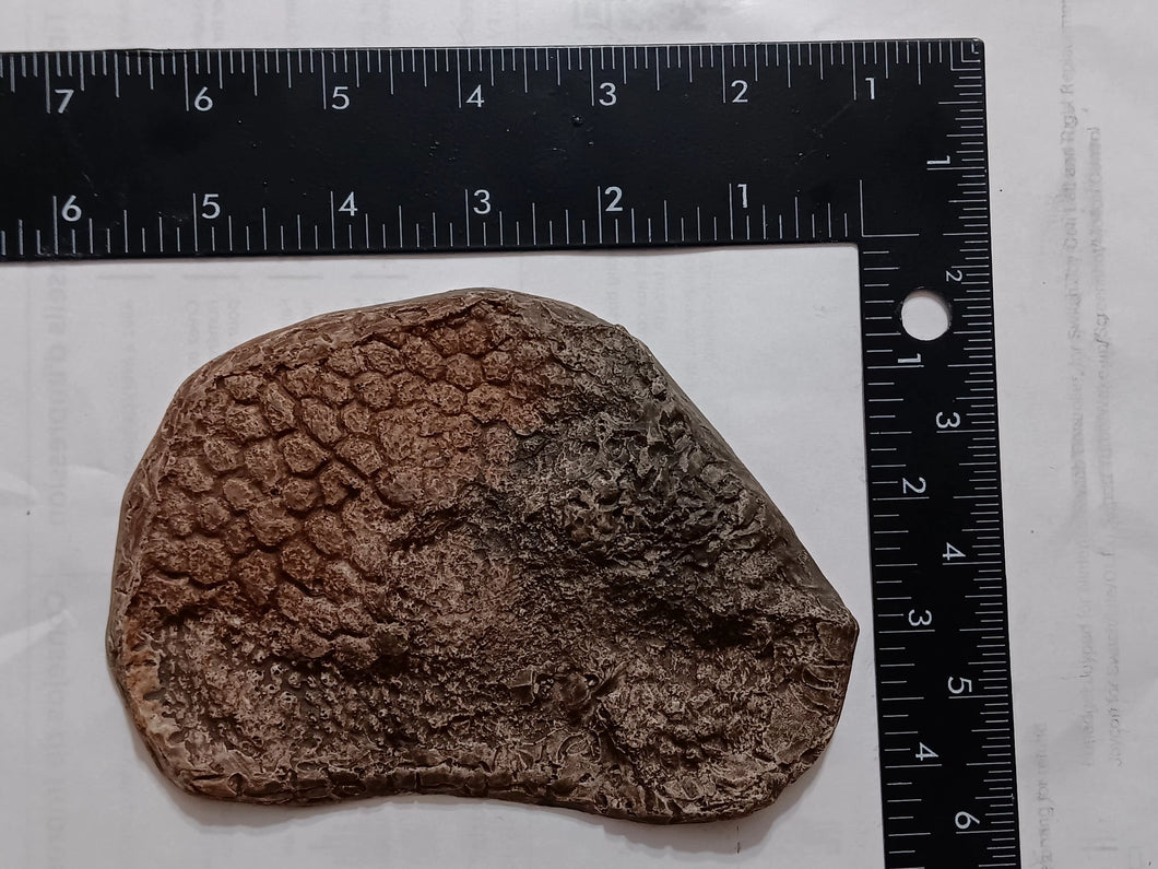 Dinosaur skin impression #1 cast replica Edmontosaurus annectens (dinosaur skin)  fossil replica Duckbill Dinosaur