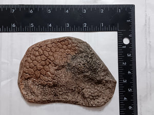 Dinosaur skin impression #1 cast replica Edmontosaurus annectens (dinosaur skin)  fossil replica Duckbill Dinosaur