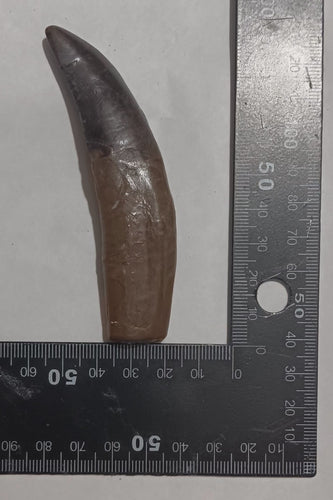 Allosaurus Dinosaur Fossil Tooth cast replica figure 4
