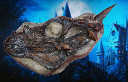 Dracorex hogwartsia skull cast replica