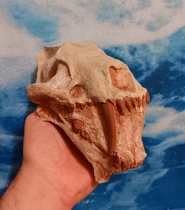 Saber tooth Cat skull Hoplophoneus Skull cast replica