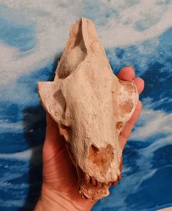 Saber tooth Cat skull Hoplophoneus Skull cast replica