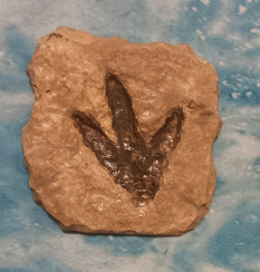 Theropod Dinosaur Footprint Track #4 Fossil Grallator Quality Collectible Dinosaur track cast replica