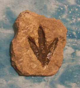 Theropod Dinosaur Footprint Track #4 Fossil Grallator Quality Collectible Dinosaur track cast replica