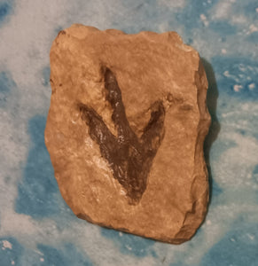 Theropod Dinosaur Footprint Track #4 Fossil Grallator Quality Collectible Dinosaur track cast replica