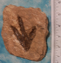 Load image into Gallery viewer, Theropod Dinosaur Footprint Track #4 Fossil Grallator Quality Collectible Dinosaur track cast replica