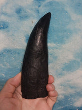 Load image into Gallery viewer, T.rex tooth #8. Large 8&quot; Tyrannosaurus Rex T.rex Fossil tooth for sale T-rex Trex
