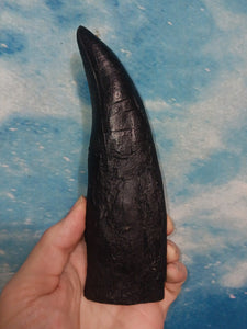 T.rex tooth #8. Large 8" Tyrannosaurus Rex T.rex Fossil tooth for sale T-rex Trex