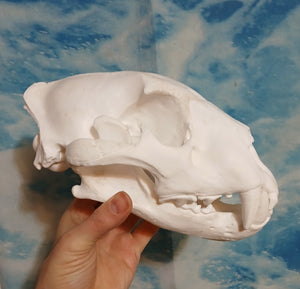 Liliger Skull Cast Replica Reproduction