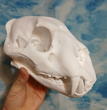 Load image into Gallery viewer, Liliger Skull Cast Replica Reproduction