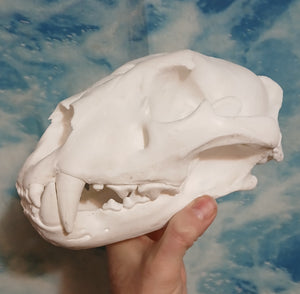 Liliger Skull Cast Replica Reproduction