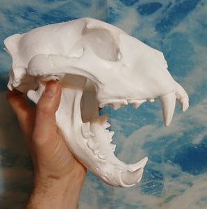 Liliger Skull Cast Replica Reproduction