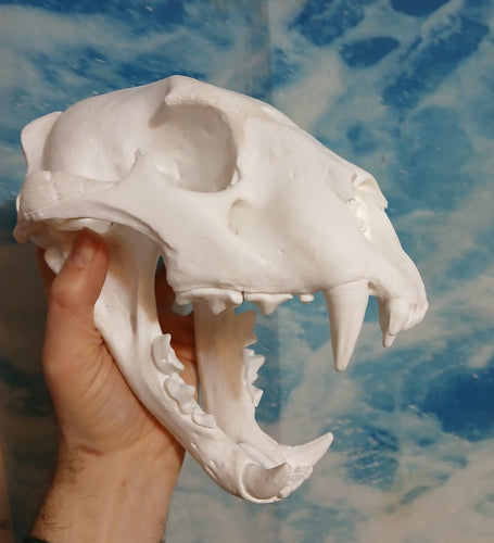 Liliger Skull Cast Replica Reproduction