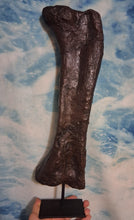 Load image into Gallery viewer, Bellusaurus Femur cast replica dinosaur