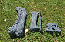 Cargar imagen en el visor de la galería, Camarasaurus leg cast replica