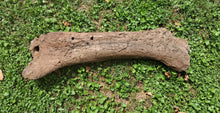 Load image into Gallery viewer, Triceratops Femur Leg Bone Cast replica #1