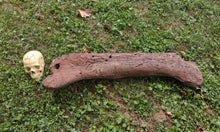Load image into Gallery viewer, Triceratops Femur Leg Bone Cast replica #1