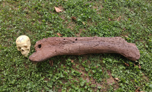 Triceratops Femur Leg Bone Cast replica #1
