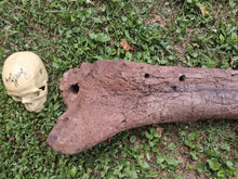 Load image into Gallery viewer, Triceratops Femur Leg Bone Cast replica #1