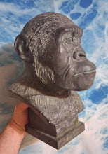 Laden Sie das Bild in den Galerie-Viewer, Australopithecus Bust replica cast