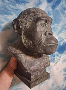 Australopithecus Bust replica cast