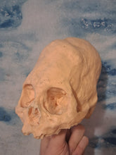 Laden Sie das Bild in den Galerie-Viewer, Camacho #18 Female Skull Cast Replica Peruvian Elongated Skull (not an Alien)