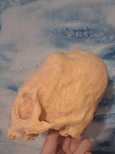 Laden Sie das Bild in den Galerie-Viewer, Camacho #18 Female Skull Cast Replica Peruvian Elongated Skull (not an Alien)