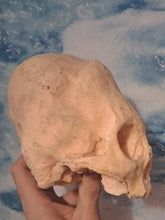 Laden Sie das Bild in den Galerie-Viewer, Camacho #18 Female Skull Cast Replica Peruvian Elongated Skull (not an Alien)