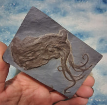 画像をギャラリービューアに読み込む, Octopus: Proteroctopus ribeti, fossil octopus cast replica 