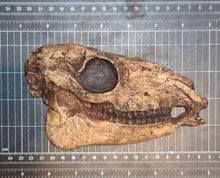 Laden Sie das Bild in den Galerie-Viewer, Mesohippus skull cast replica #2 Mesohippus fossil horse skull cast replica
