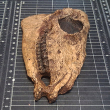 Laden Sie das Bild in den Galerie-Viewer, Mesohippus skull cast replica #2 Mesohippus fossil horse skull cast replica