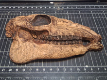 Laden Sie das Bild in den Galerie-Viewer, Mesohippus skull cast replica #2 Mesohippus fossil horse skull cast replica