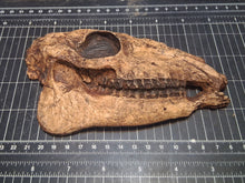 Laden Sie das Bild in den Galerie-Viewer, Mesohippus skull cast replica #2 Mesohippus fossil horse skull cast replica
