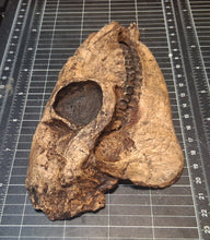 Laden Sie das Bild in den Galerie-Viewer, Mesohippus skull cast replica #2 Mesohippus fossil horse skull cast replica