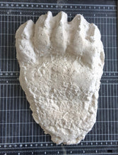画像をギャラリービューアに読み込む, Bear: Adult Grizzly Bear footprint cast replica Alaska #1