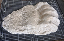 画像をギャラリービューアに読み込む, Bear: Adult Grizzly Bear footprint cast replica Alaska #1