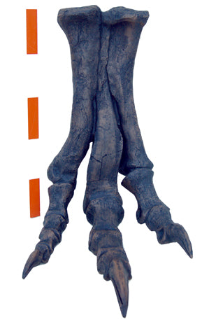 Tinker Juvenile Tyrannosaurus Rex T.rex foot cast replica T-rex