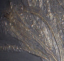 Load image into Gallery viewer, Crinoids: Pentacrinus subangularis, crinoid, #581 cast replica