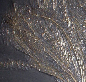 Crinoids: Pentacrinus subangularis, crinoid, #581 cast replica