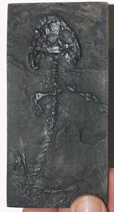 Platyrhinops (Amphibamus) lyelli, early amphibian skeleton #90 replica