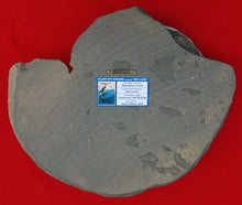 Charger l&#39;image dans la galerie, Placenticeras meeki, Ammonite #1193 cast replica