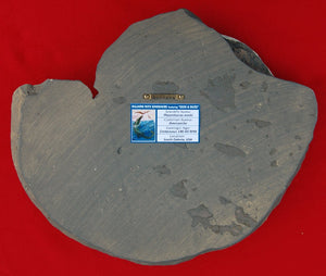 Placenticeras meeki, Ammonite #1193 cast replica